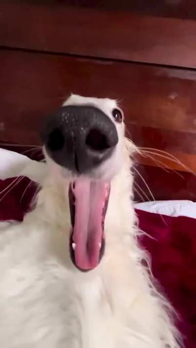 This is Lapsha LoopSnoot, She is My Favoritest LongBoye Long Dog in The World, LOMGoodness! She is Russian. Lapsha in Russian Means "Noodle". She Has a Very Long Snoozy Snooper. She Will Grant 3 Wishes To Anyone Who Asks. ✨