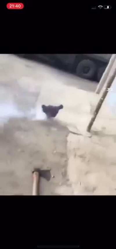 Bum