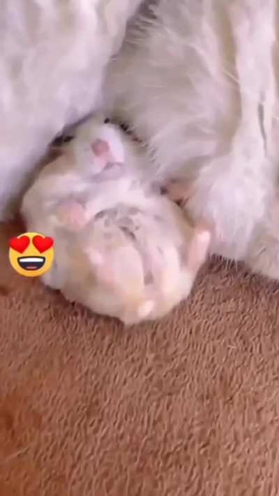 Tom &amp;Jerry finally become friends
