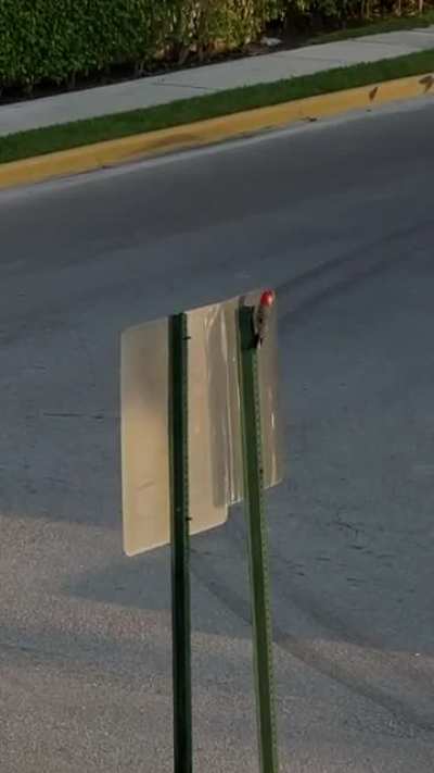 This woodpecker in my neighborhood hits this street sign every morning, I can&rsquo;t help but imagine he&rsquo;s thinking &ldquo;Damn, this tree is impeccable!&rdquo;