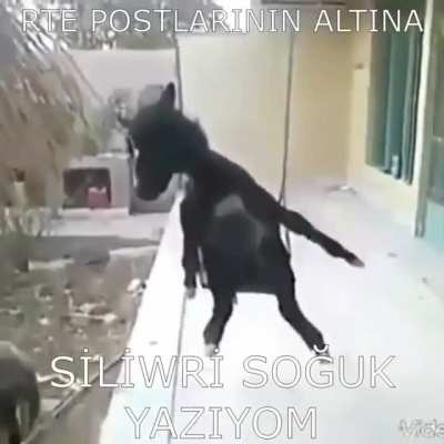 Ulan bu orospu cocukları y&uuml;z&uuml;nden ağzımızı a&ccedil;amıyoruz. Bunları bulup g&ouml;tten sikmek lazım