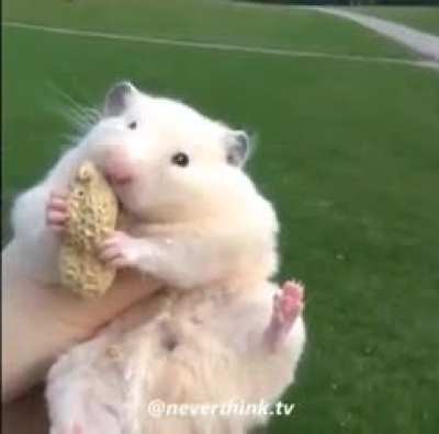 Aww? Hamsters from INTJs? That's cute