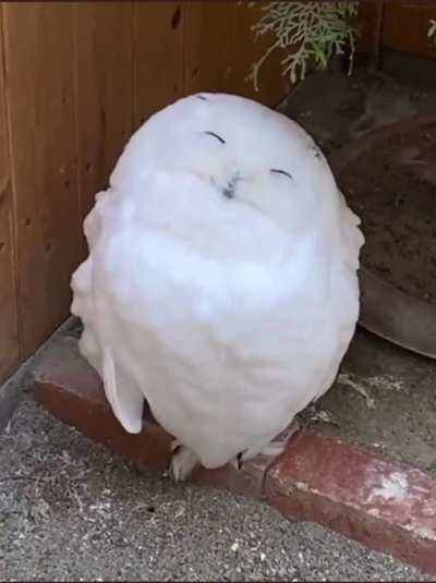 it's so fluffyyyyyyy