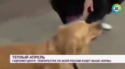 Catioro fofo