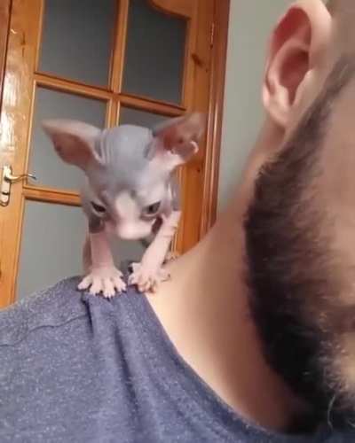 Henlo