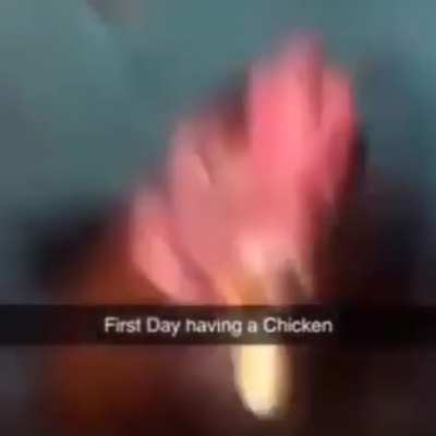 chicken