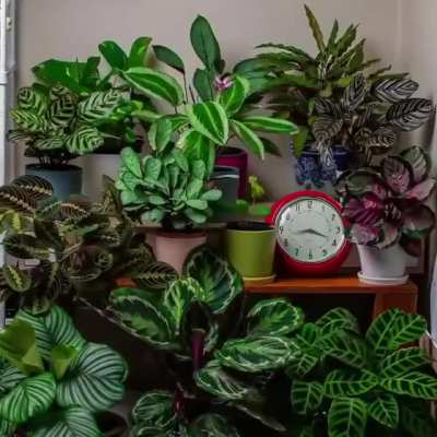 The life of plants in 24hrs.