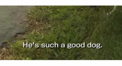 &ldquo;He&rsquo;s such a good dog&rdquo;.