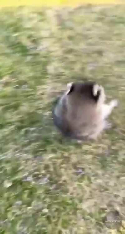 Racconbot, rollout!