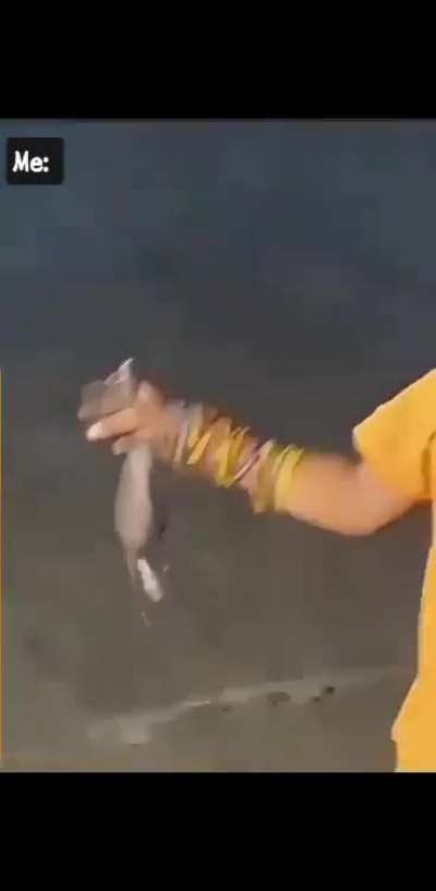Ratatouille 