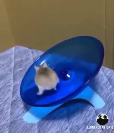 Это увлекательный был аттракцион