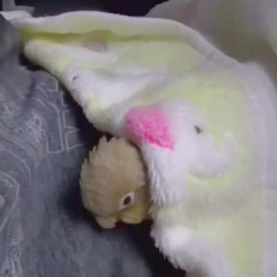 Bubblegum loves sleeping with me and blanket