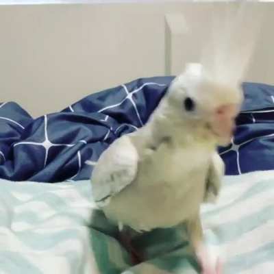 Oh yes I own a Tiel (replace the "T" with a "K" and the "e" with "l)