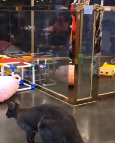 &ldquo;It looked a lot easier when the cat did it...&rdquo;