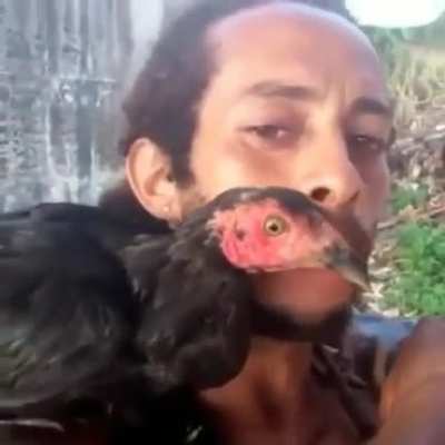 Papagaio