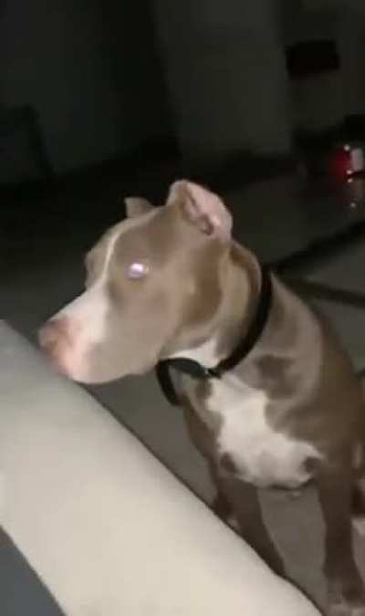 Don&rsquo;t scare your dogs people