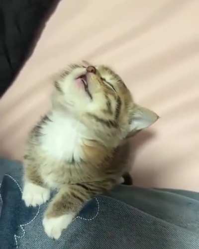 Smol kitten