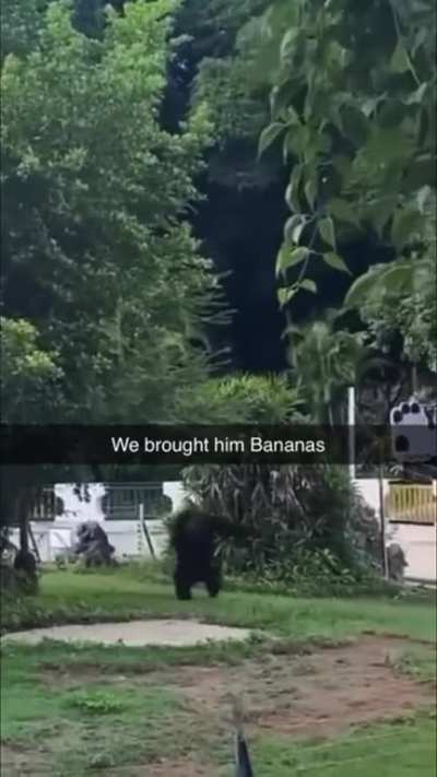 Monkey
