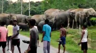 Dont mess with elephants