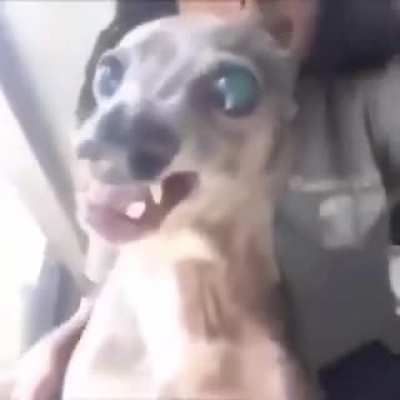 Filma eu alek