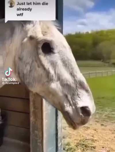 Bro is legit ghost riders horse