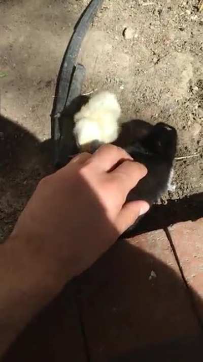 Vicdan azabı &ccedil;ekiyorum. D&uuml;n bu tavşanı sevdim, ilgilendim. Daha sonra videoyu izlerken farkettim ki civciv de ilgi g&ouml;rmek istiyormuş. Heyecanla yanıma yaklaşmış ama ben farketmemisim. Y&uuml;z&uuml;ndeki hayal kırıklığına bakın... Sevilmeme , ilgi g&ouml;rmeme &ccedil;ok acı l