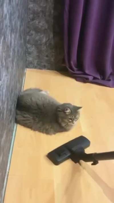 Страшный кошачий сон