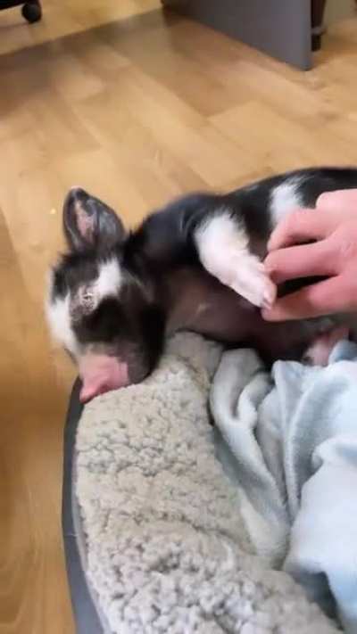 Sound on to hear Calvin Swine&rsquo;s adorable little grunts of happiness (Edgar&rsquo;s Mission in Australia)