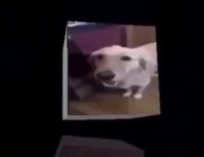 butter dog