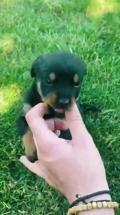 Agressive rottweiler mauls human hand