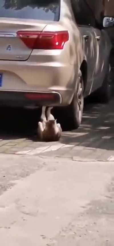 Buff cat crunching it up
