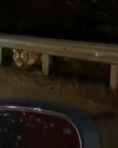 Stray cat on the side of the road.