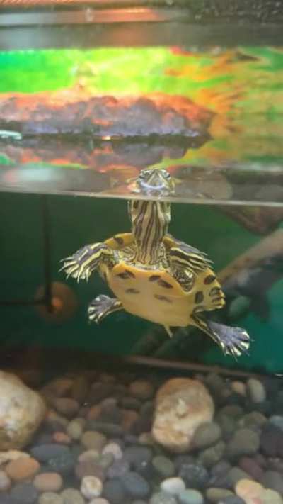 Ever see a turtle get so excited for food?