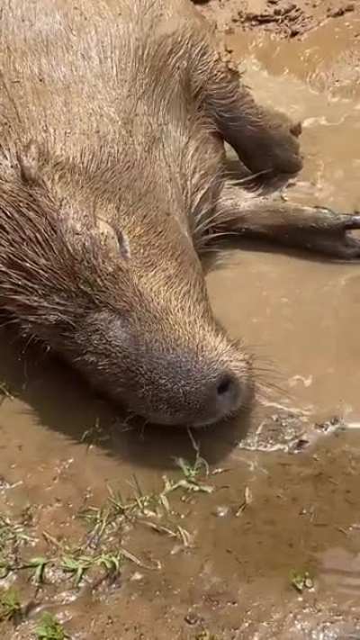 Si muero, quiero reencarnar en un carpincho