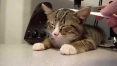 "Sometimes I don't think about killing my human"