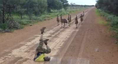 Emus fascinated by man&rsquo;s impeccable air-cycling skills