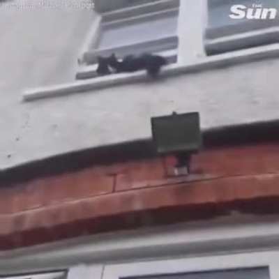 &ldquo;Yo, there&rsquo;s a stray cat outside&rdquo;