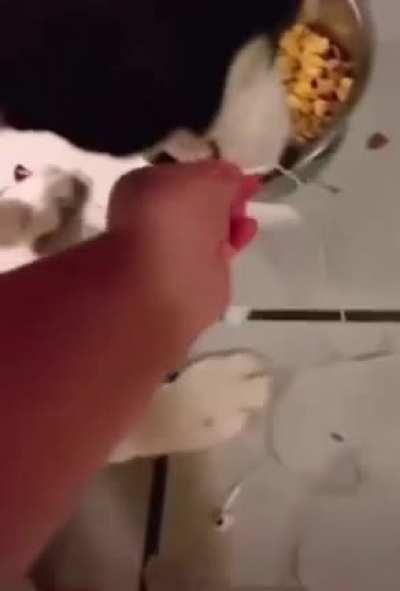 Kid tests dog