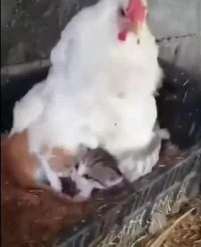 Keeping them warm