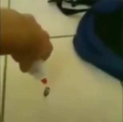 gloo on roach baby