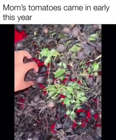 rule