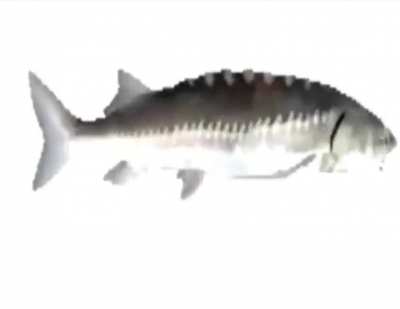 Sturgeon cycling