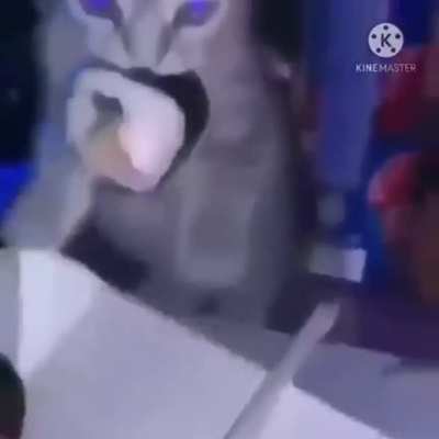Cat taking a sushi