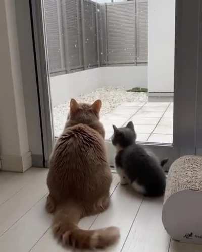 Kitten sees snow for the first time