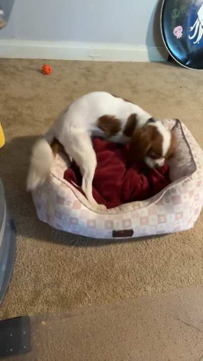 Do any other cavs make intense nests like this?