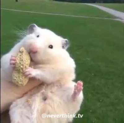 ratinho fofinho