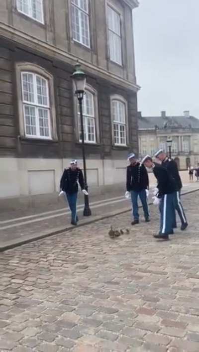 The Danish Queen&rsquo;s lifeguards escorting a duck and its ducklings to safety