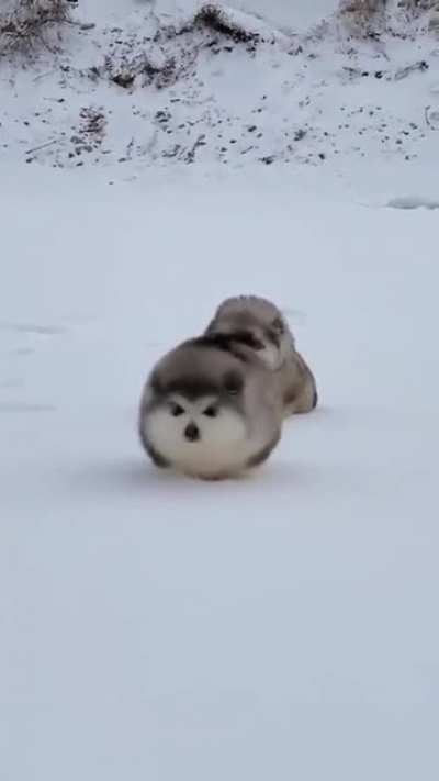 Snow fluffs