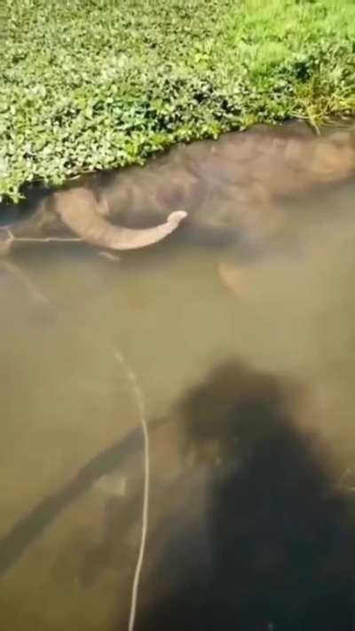 saw a big fish today