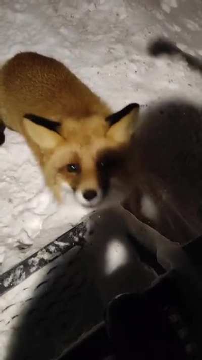 Curious guests